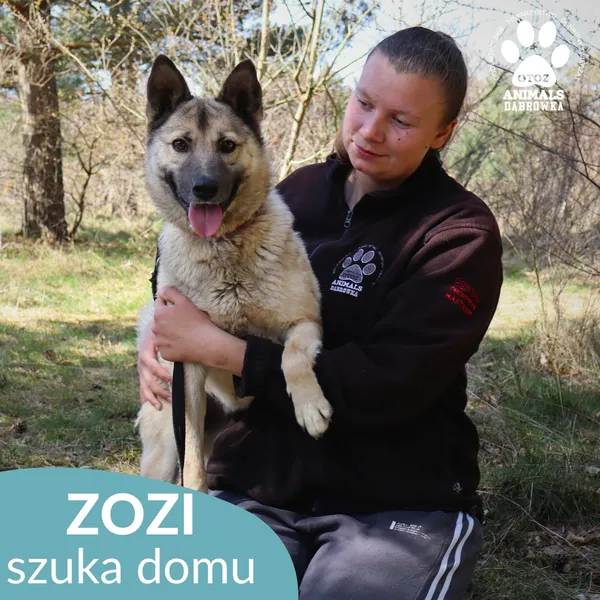 Pies do adopcji, Dąbrówka, 8 maja 2026 (1/4)