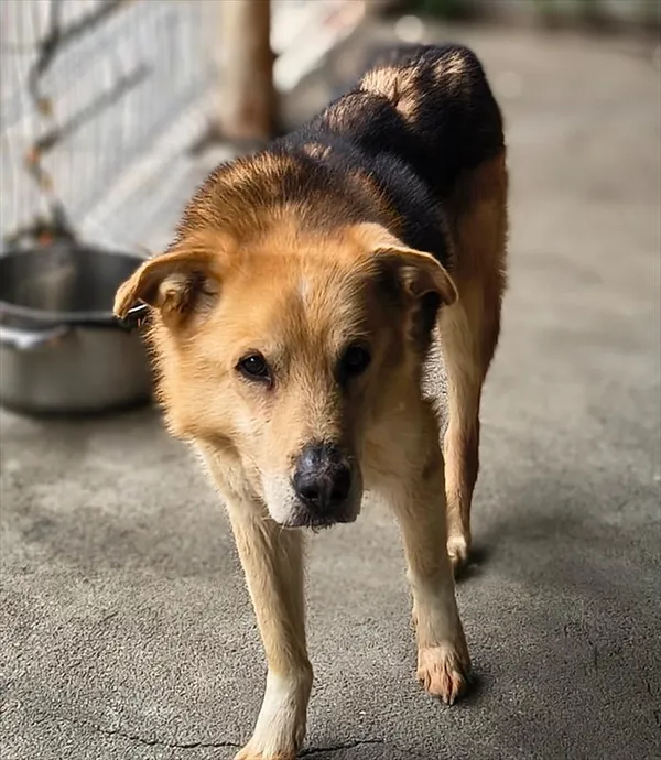 Pies do adopcji, Racibórz, 7 maja 2026