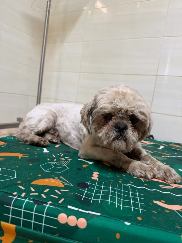 Pies do adopcji, Ciosny, 11 maja 2026