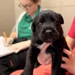 Pies do adopcji