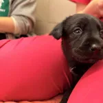 Pies do adopcji