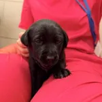 Pies do adopcji