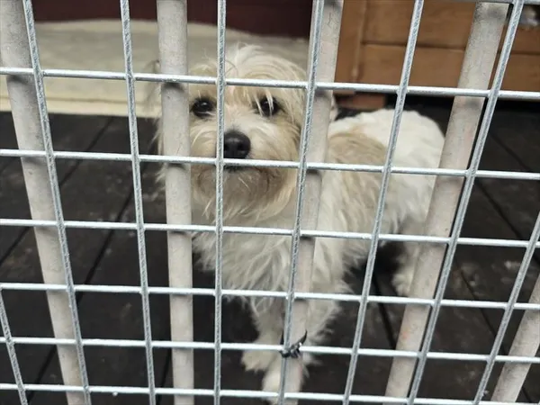 Pies do adopcji, Gorzów Wielkopolski, 9 maja 2026