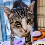 Kot do adopcji