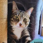 Kot do adopcji