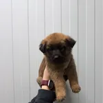 Pies do adopcji