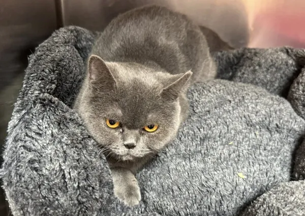 Kot do adopcji, Zgierz, 12 maja 2026 (2/2)