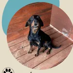 Pies do adopcji