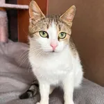 Kot do adopcji