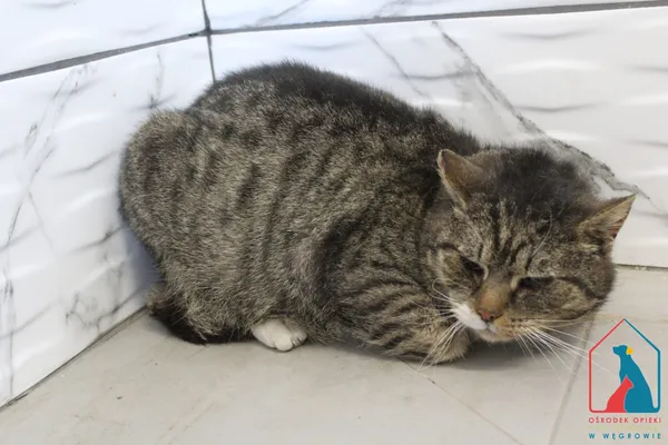 Kot do adopcji, Grudziądz, 2 maja 2026