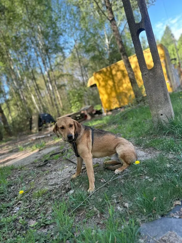 Pies do adopcji, Rytlów, 14 maja 2026