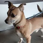 Znaleziono psa