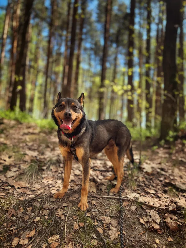 Pies do adopcji, Dłużyna Górna, 16 maja 2026 (3/5)