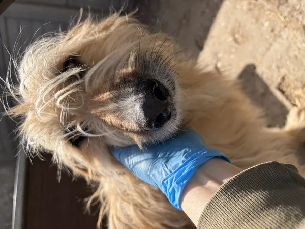 Pies do adopcji, Bełchatów, 17 marca 2023 (3/5)