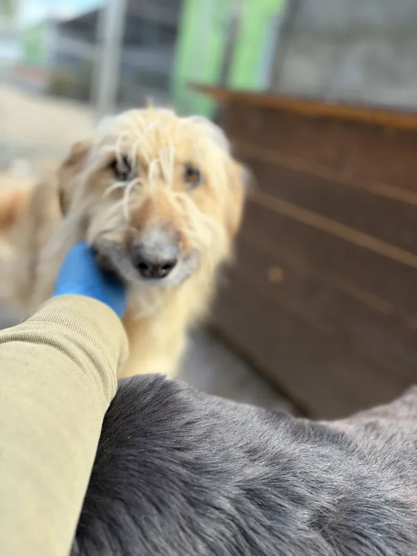 Pies do adopcji, Bełchatów, 17 marca 2023 (5/5)