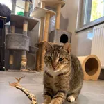 Kot do adopcji