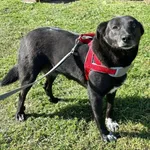 Pies do adopcji