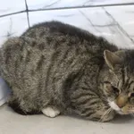 Kot do adopcji