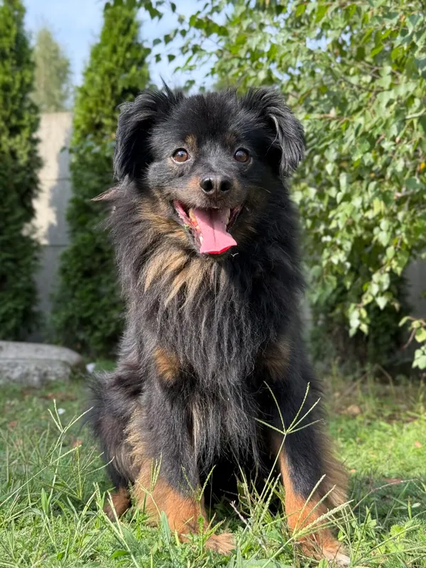 Pies do adopcji, Pieczyska, 21 maja 2026 (2/5)