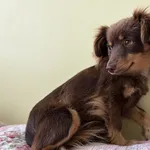 Pies do adopcji