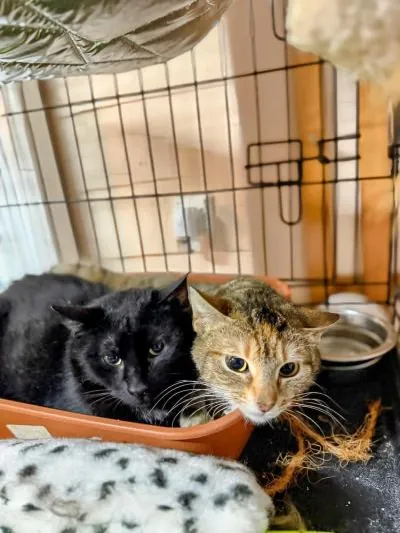 Kot do adopcji, Głowno, 23 maja 2026 (1/5)