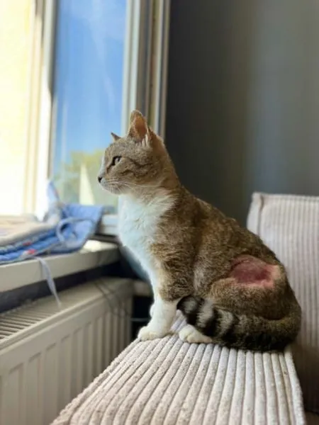 Kot do adopcji, Głowno, 23 maja 2026 (2/4)