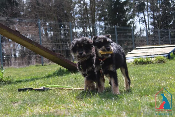 Pies do adopcji, Grudziądz, 16 marca 2026 (4/5)