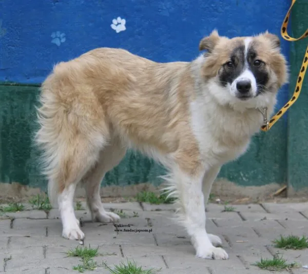 Pies do adopcji, Nowy Dwór Mazowiecki, 24 maja 2026 (4/5)