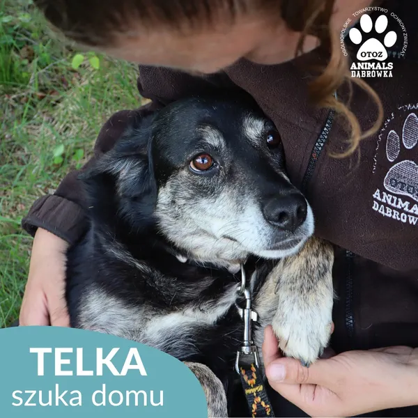 Pies do adopcji, Dąbrówka, 26 maja 2026 (2/4)