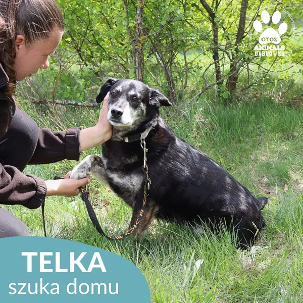 Pies do adopcji, Dąbrówka, 26 maja 2026 (3/4)