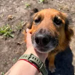 Pies do adopcji