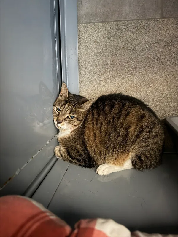 Kot do adopcji, Ciosny, 21 maja 2026
