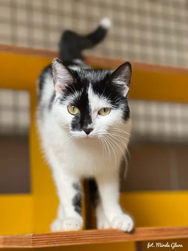 Kot do adopcji, Bydgoszcz, 27 maja 2026 (1/3)