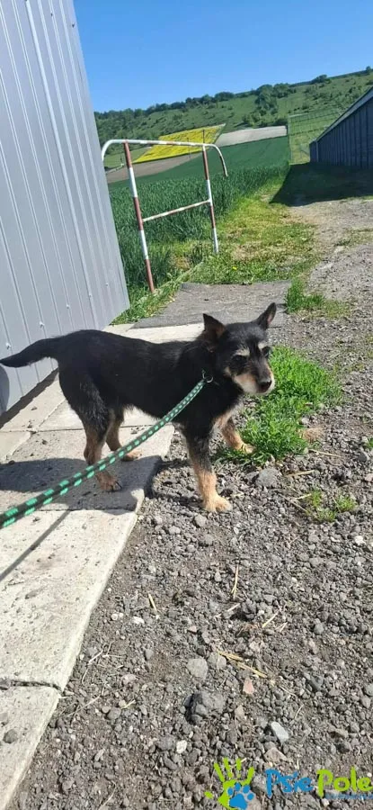 Pies do adopcji, Racławice, 22 maja 2026