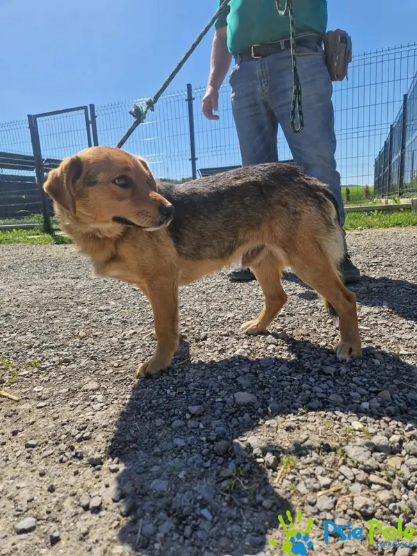 Pies do adopcji, Racławice, 26 maja 2026 (2/2)