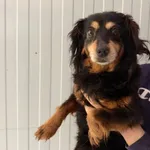 Pies do adopcji