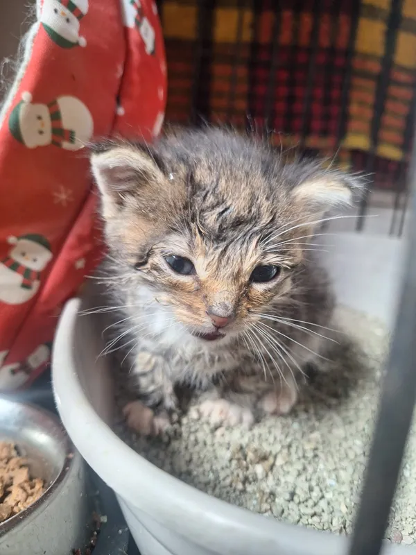 Kot do adopcji, Orzechowce, 28 maja 2026 (1/5)