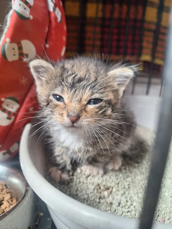 Kot do adopcji, Orzechowce, 28 maja 2026 (2/5)