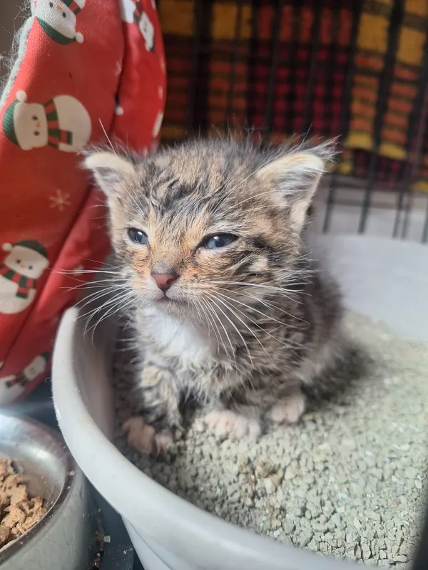 Kot do adopcji, Orzechowce, 28 maja 2026 (3/5)