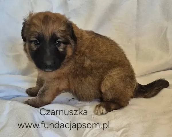 Pies do adopcji, Nowy Dwór Mazowiecki, 27 maja 2026 (1/5)
