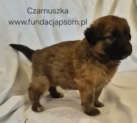Pies do adopcji, Nowy Dwór Mazowiecki, 27 maja 2026 (4/5)