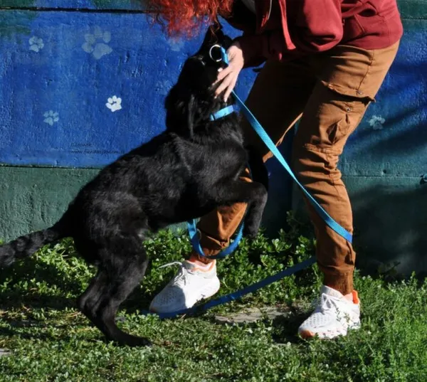 Pies do adopcji, Nowy Dwór Mazowiecki, 25 sierpnia 2026 (5/5)
