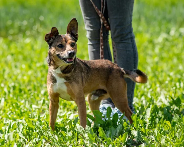 Pies do adopcji, Racławice, 26 maja 2026 (2/5)