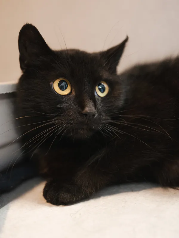 Znaleziono kota, Sosnowiec, 22 maja 2026 (1/2)
