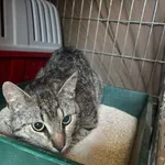 Kot do adopcji