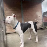 Pies do adopcji