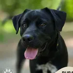 Pies do adopcji