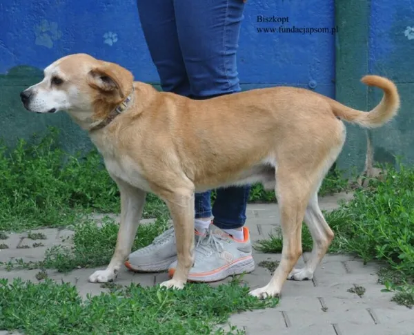 Pies do adopcji, Nowy Dwór Mazowiecki, 1 czerwca 2026 (5/5)