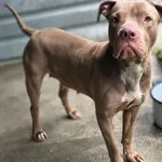Pies do adopcji