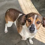 Pies do adopcji